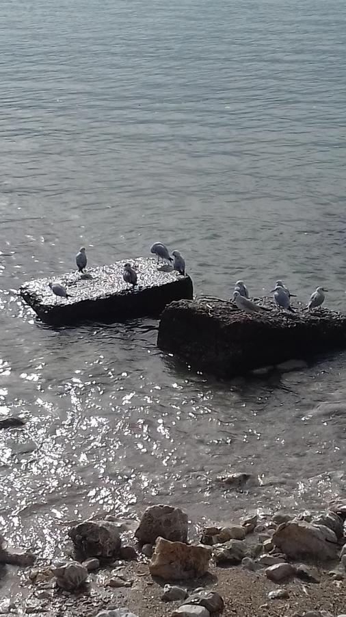 Sarandë Shehu'S Houseヴィラ エクステリア 写真